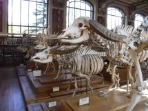 PG.Paris.Natural History Museum005